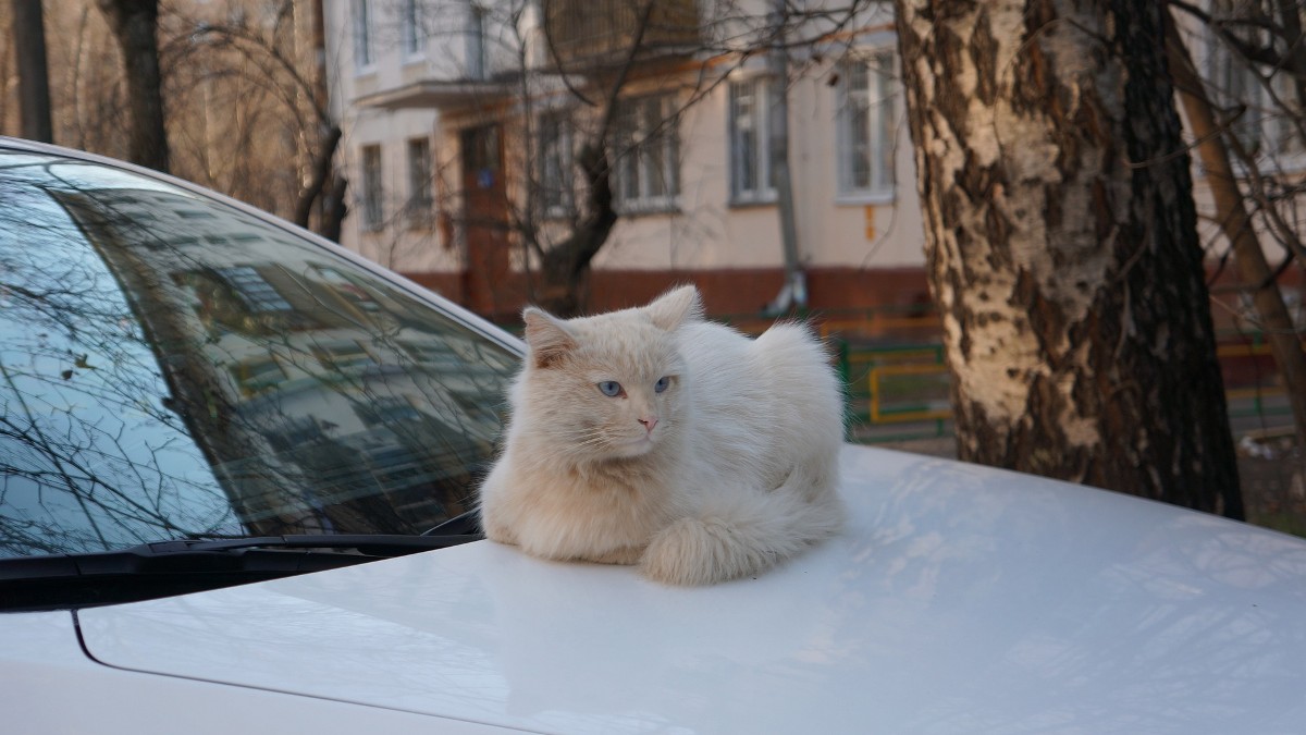 cat on car
